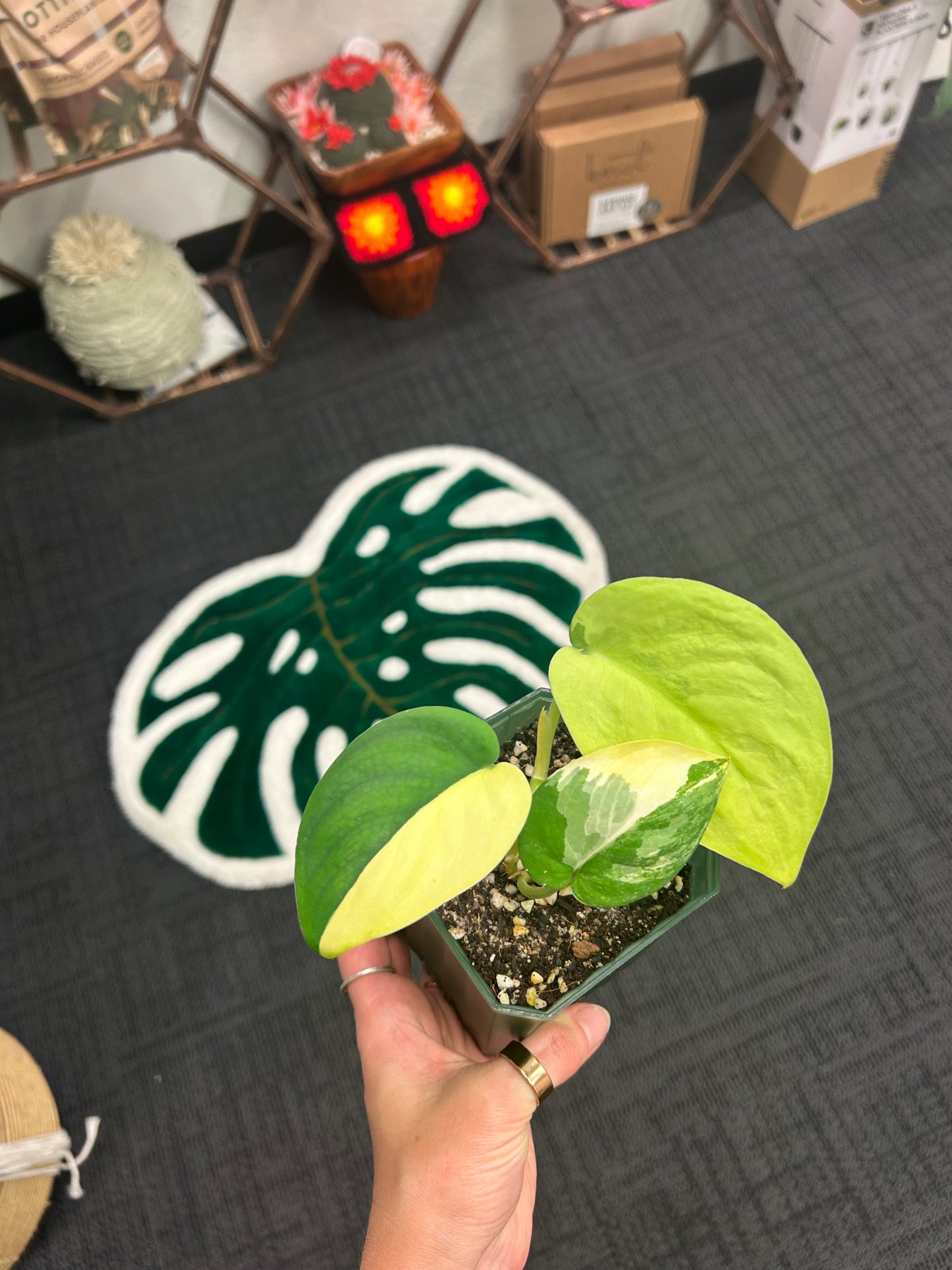4" Scindapsus Jade Satin Aurea