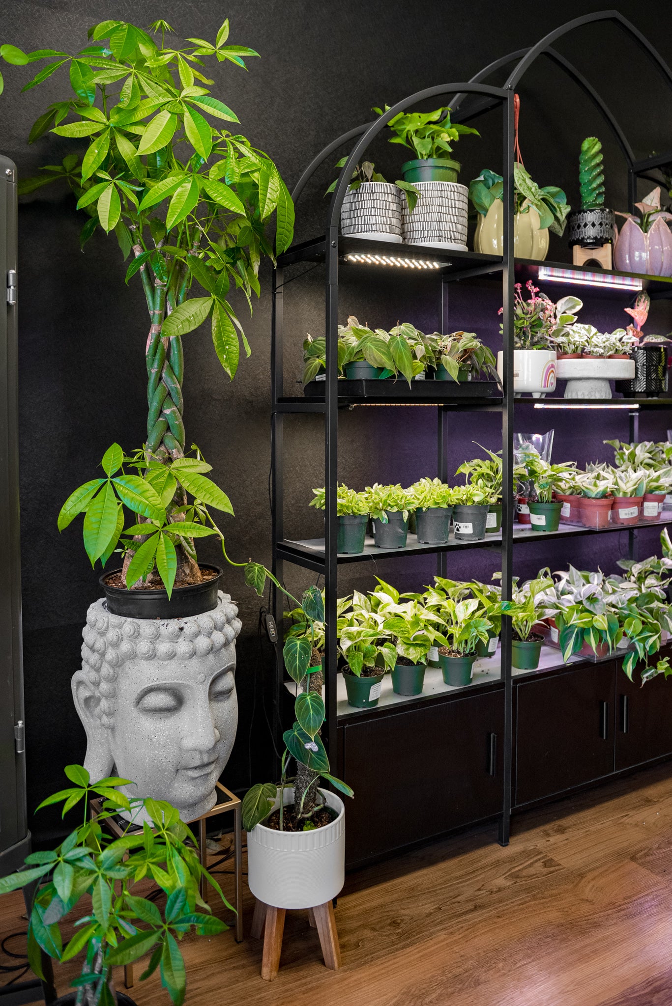 10" Braided Money Tree