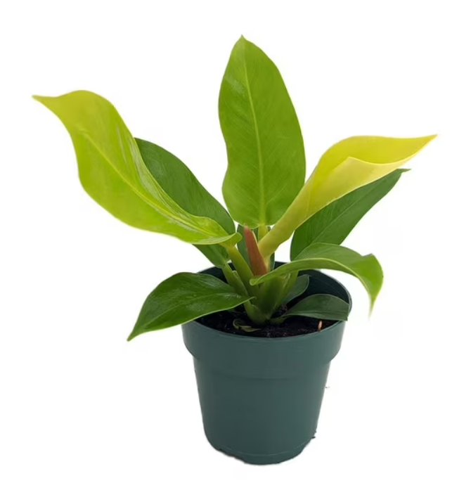 4" Philodendron 'Moonlight'