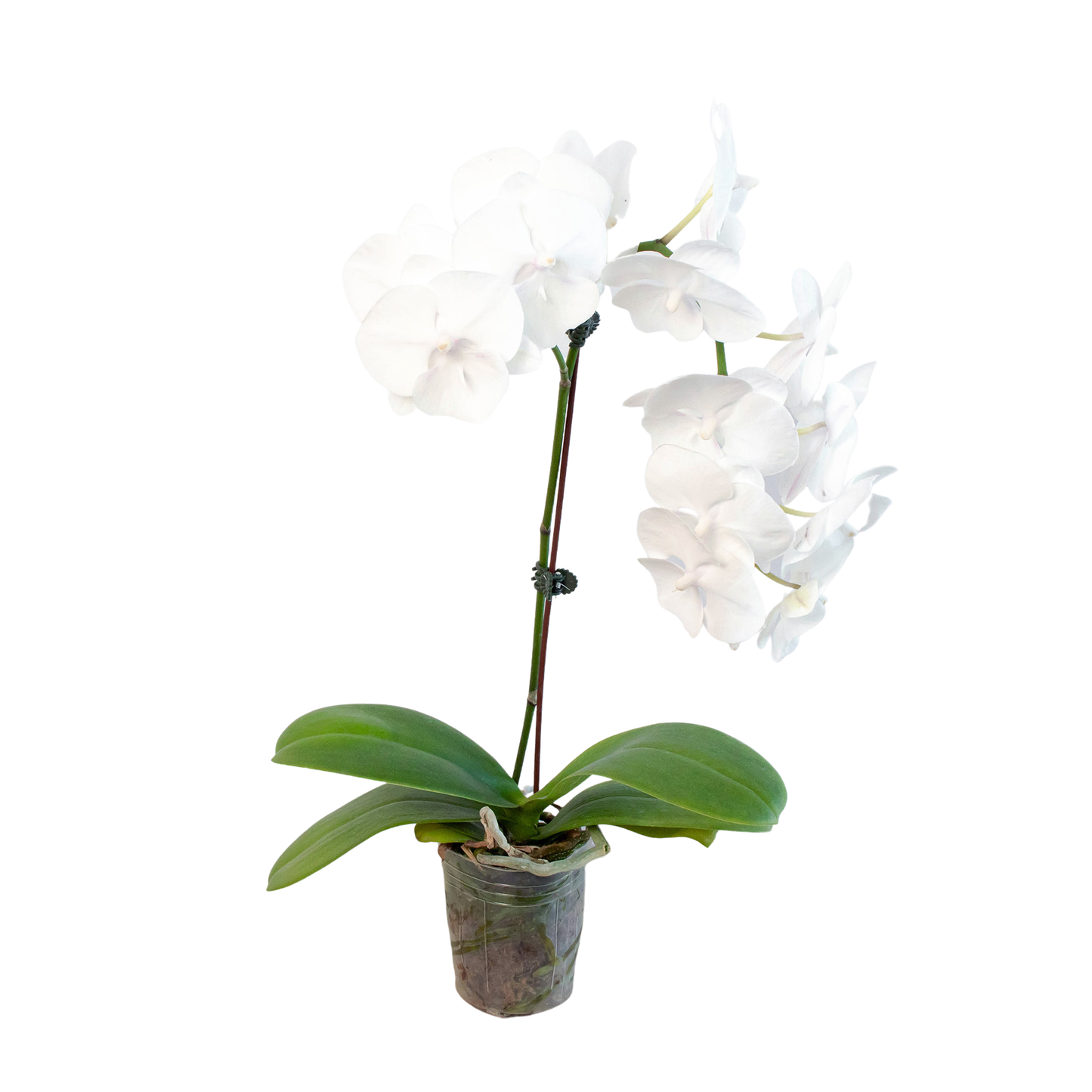 Orchid 'White Phalaenopsis': 5" Pot / Single Spike