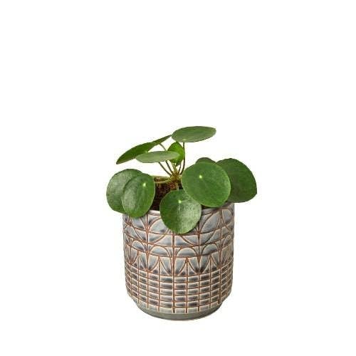 Pilea Peperomioides 'Chinese Money': 4"