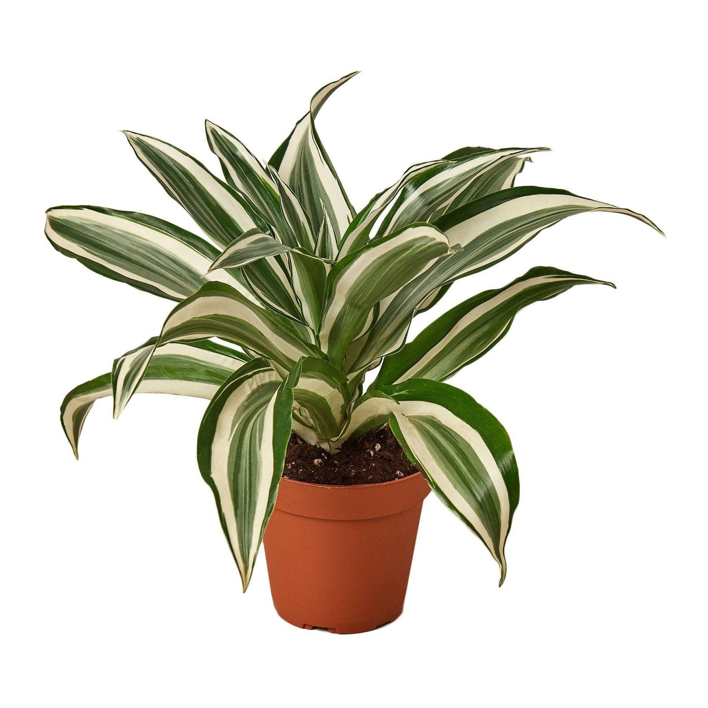 Dracaena Warneckii 'White Jewel' Live Plant: 4"