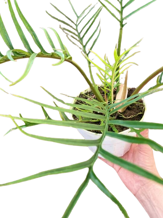 Philodendron 'Tortum' - 6"