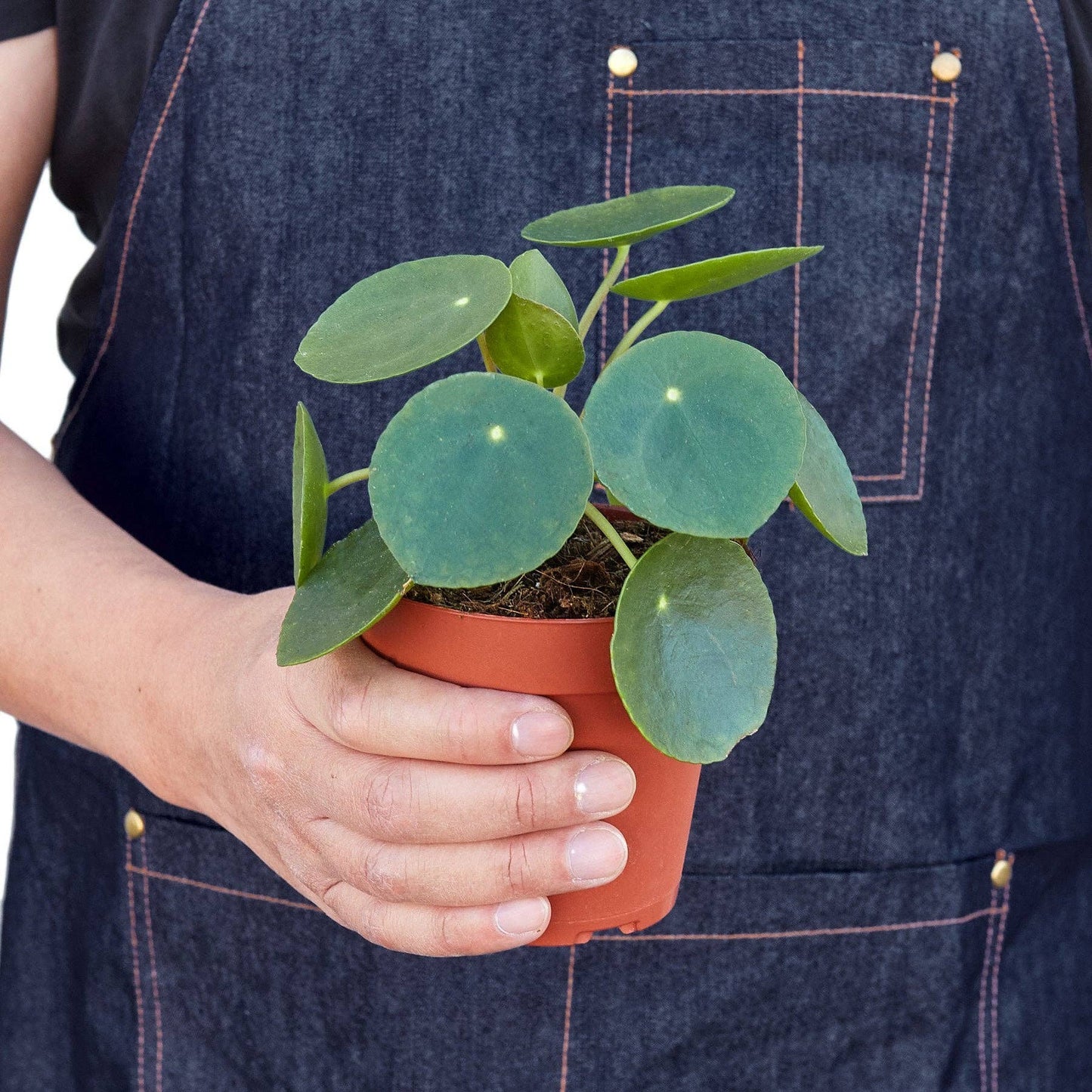 Pilea Peperomioides 'Chinese Money': 4"