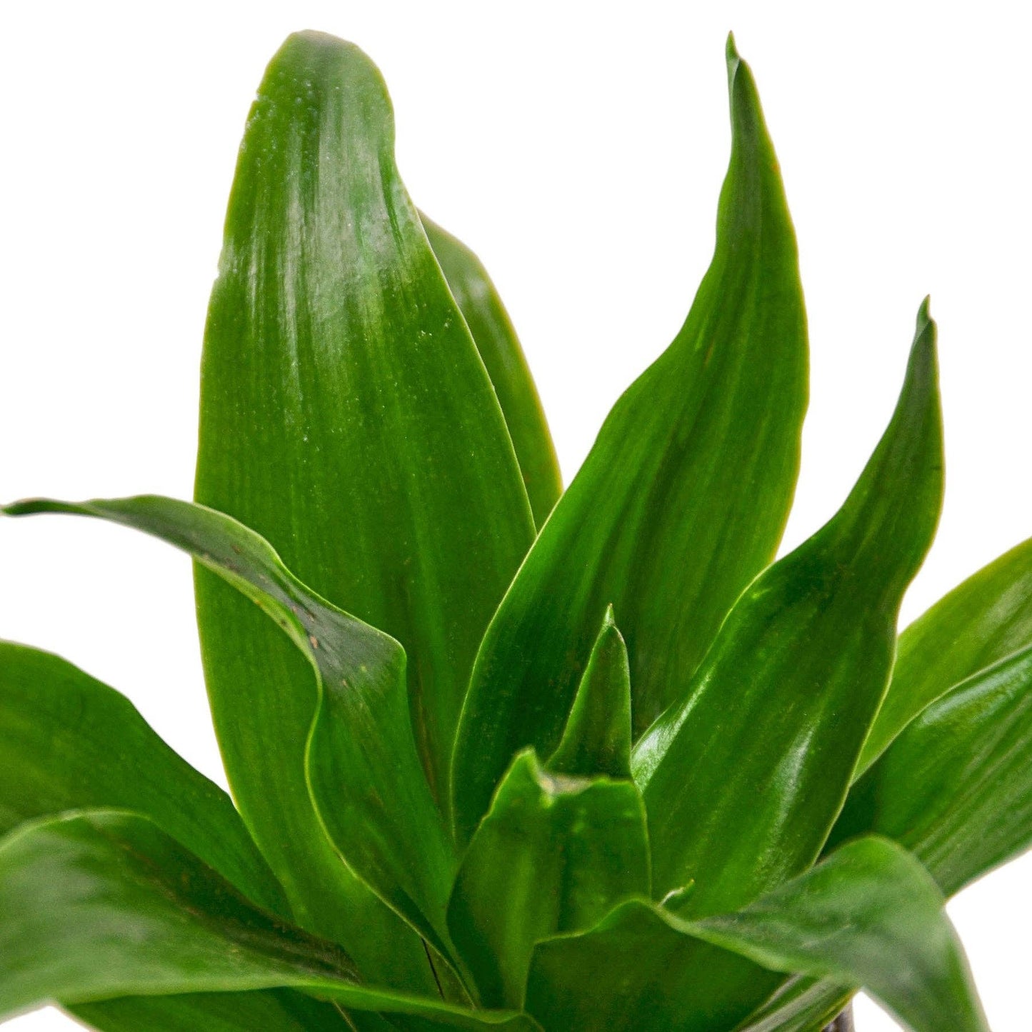 Dracaena 'Janet Craig': 4"