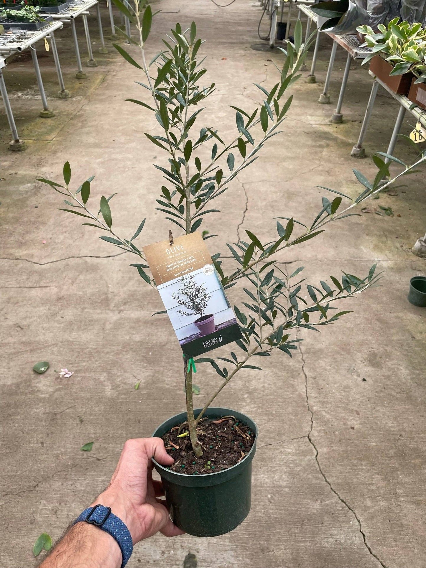 Olive Tree (Olea europaea): 4"