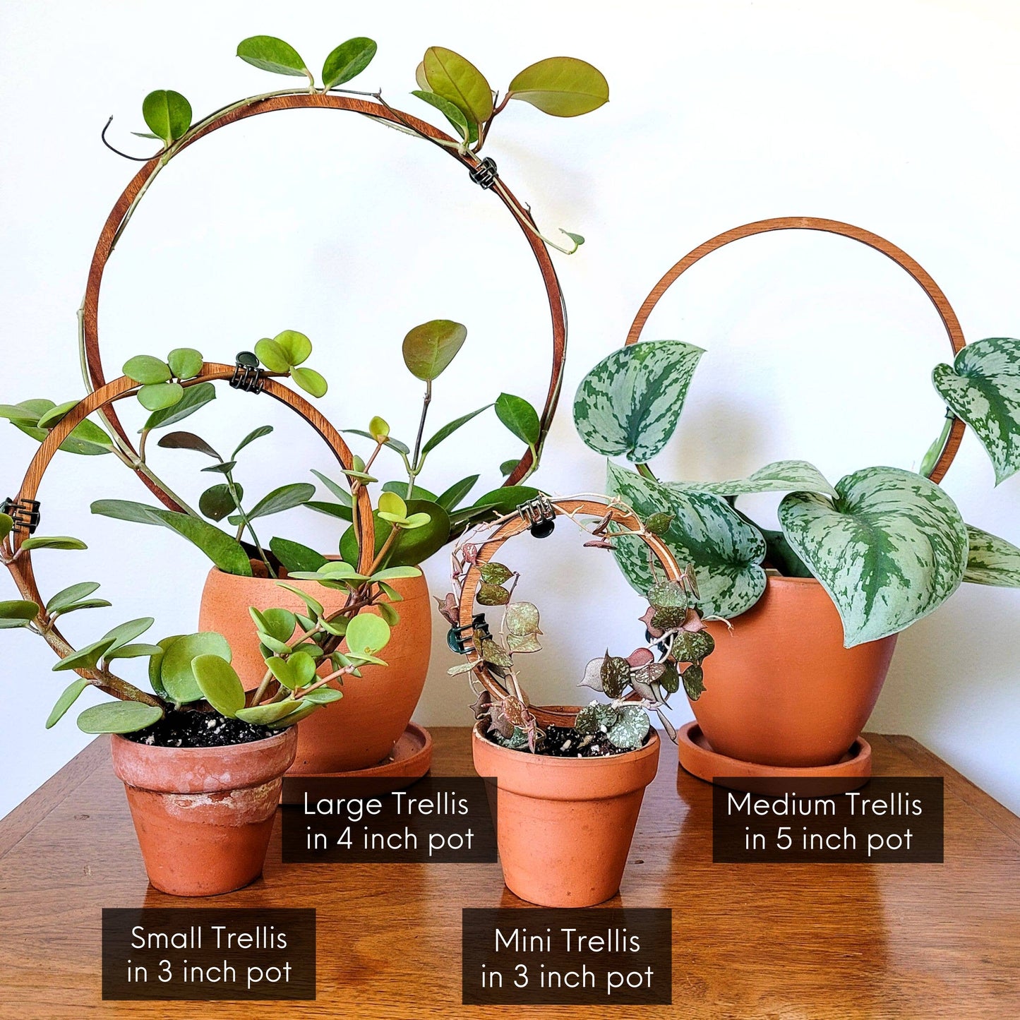 Wood Single Hoop Trellis: Small