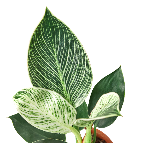 Philodendron 'Birkin': 4"