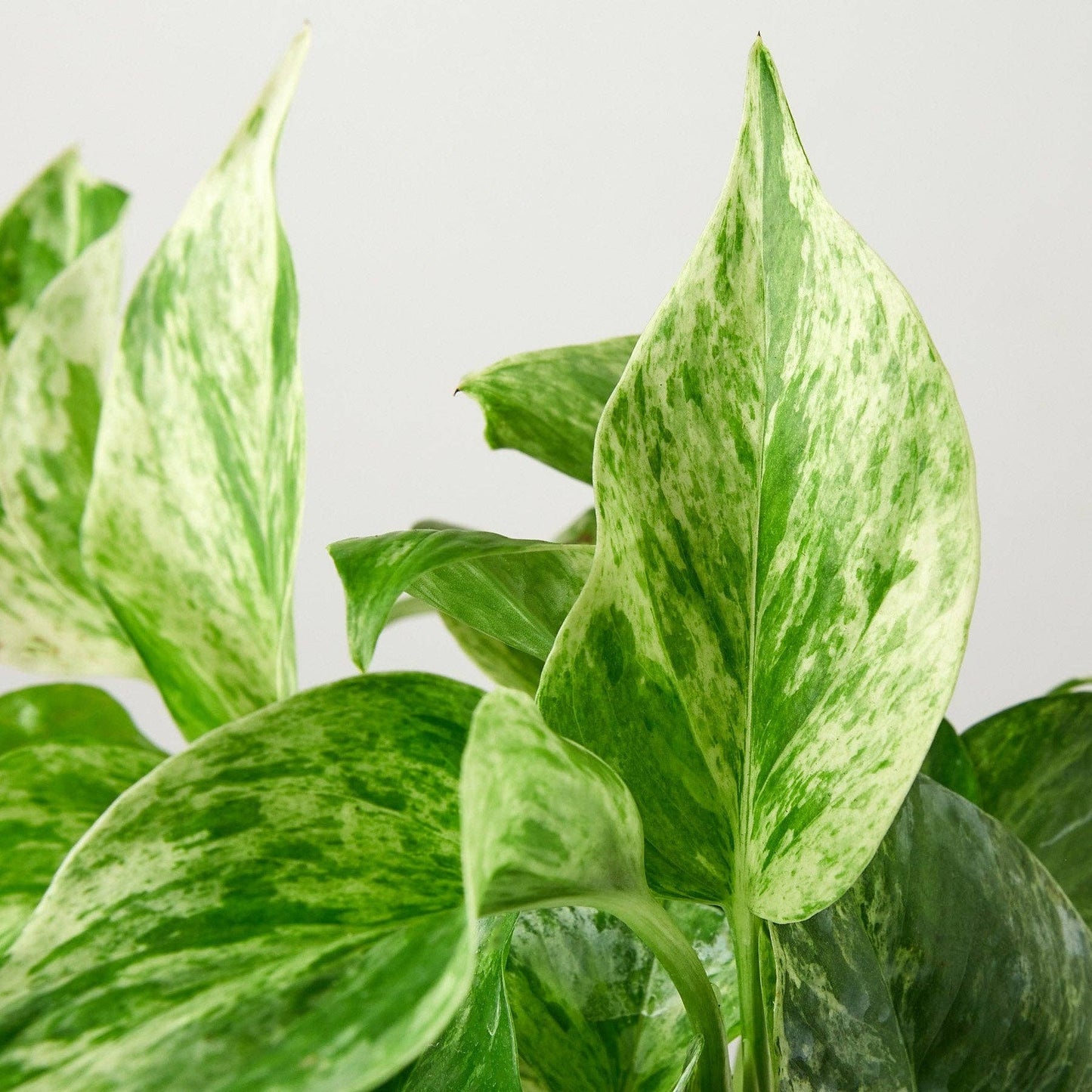Pothos 'Marble Queen': 6"