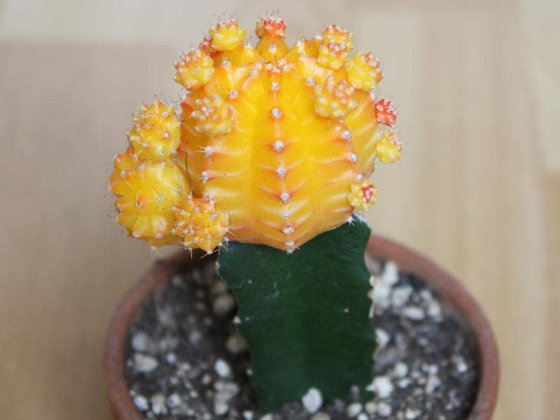 Moon Cactus Yellow 2"