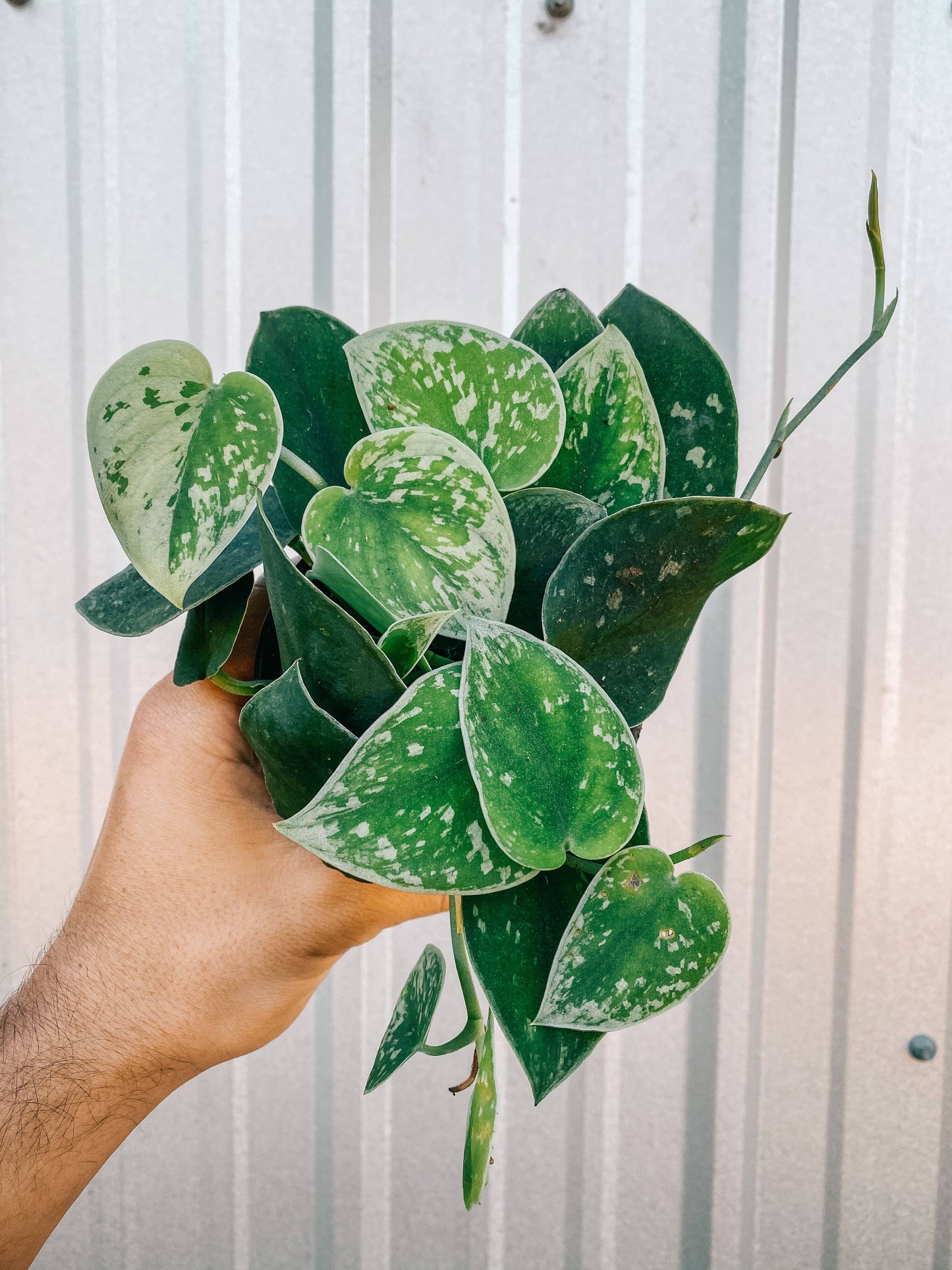 4" Scindapsus 'Silvery Ann'