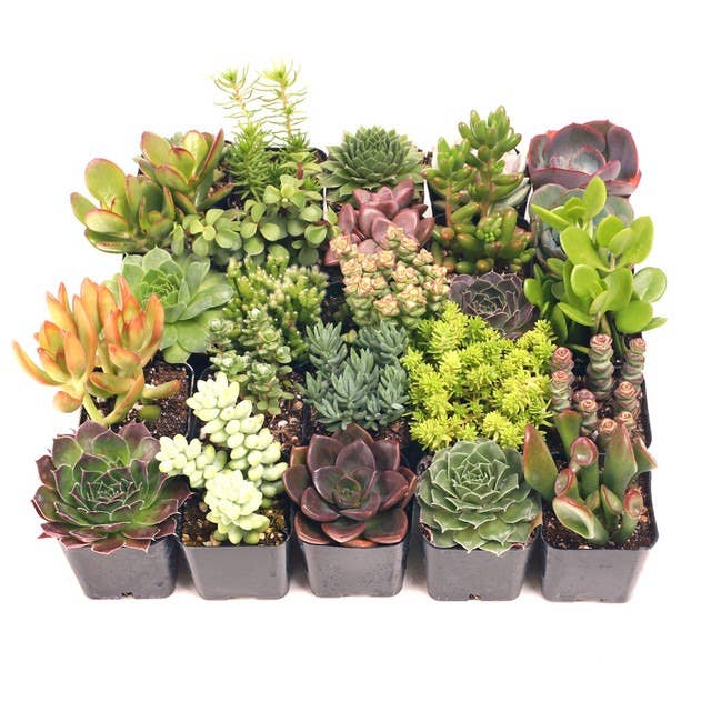 Super Variety Succulents Pack, 25 Varieties, 1 of Each : 25-Pack (25 Varieties)