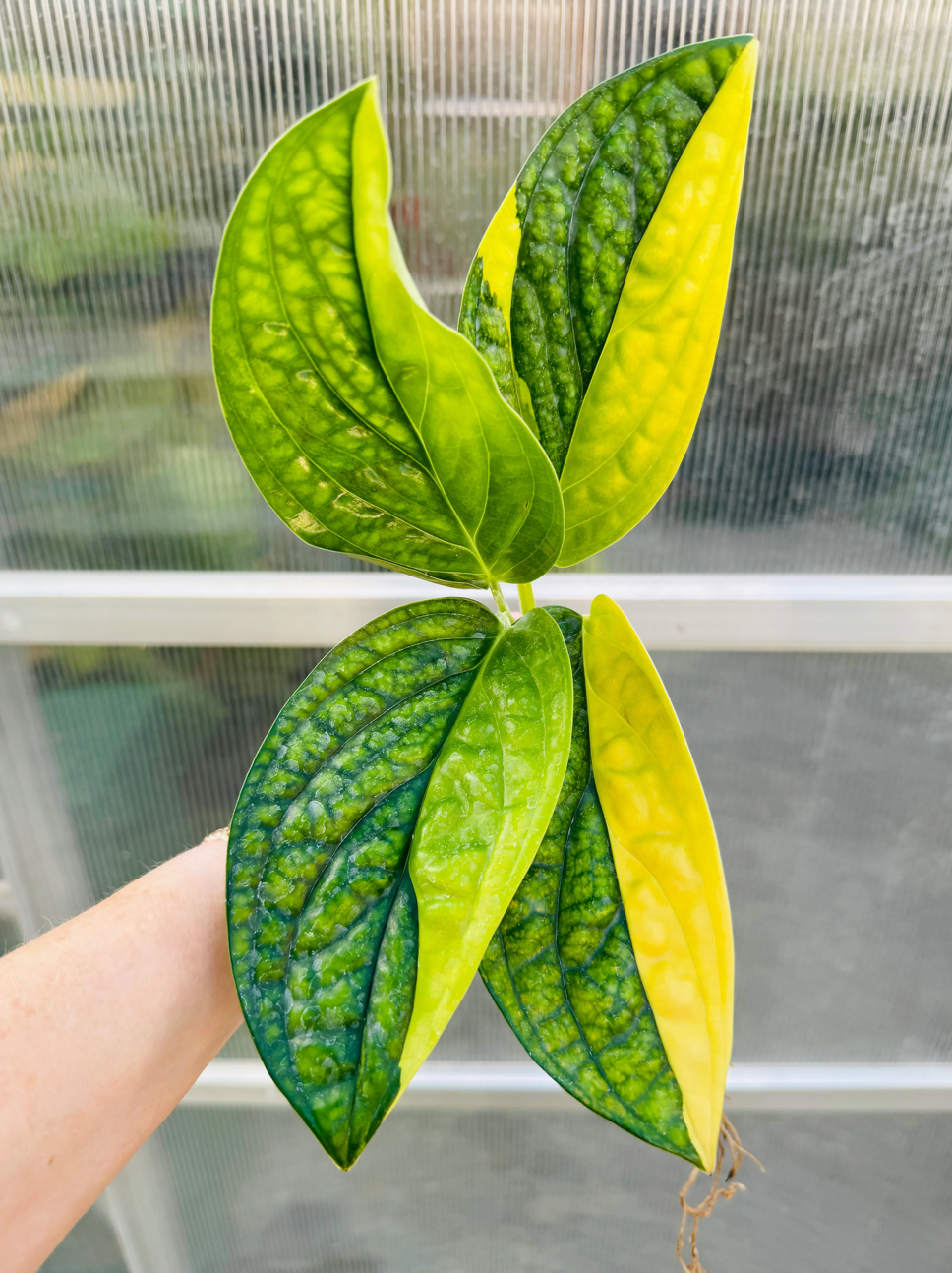 Variegated Monstera Peru