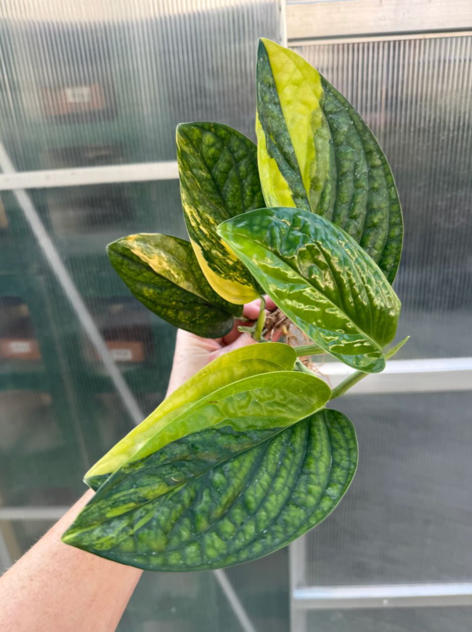 Variegated Monstera Peru