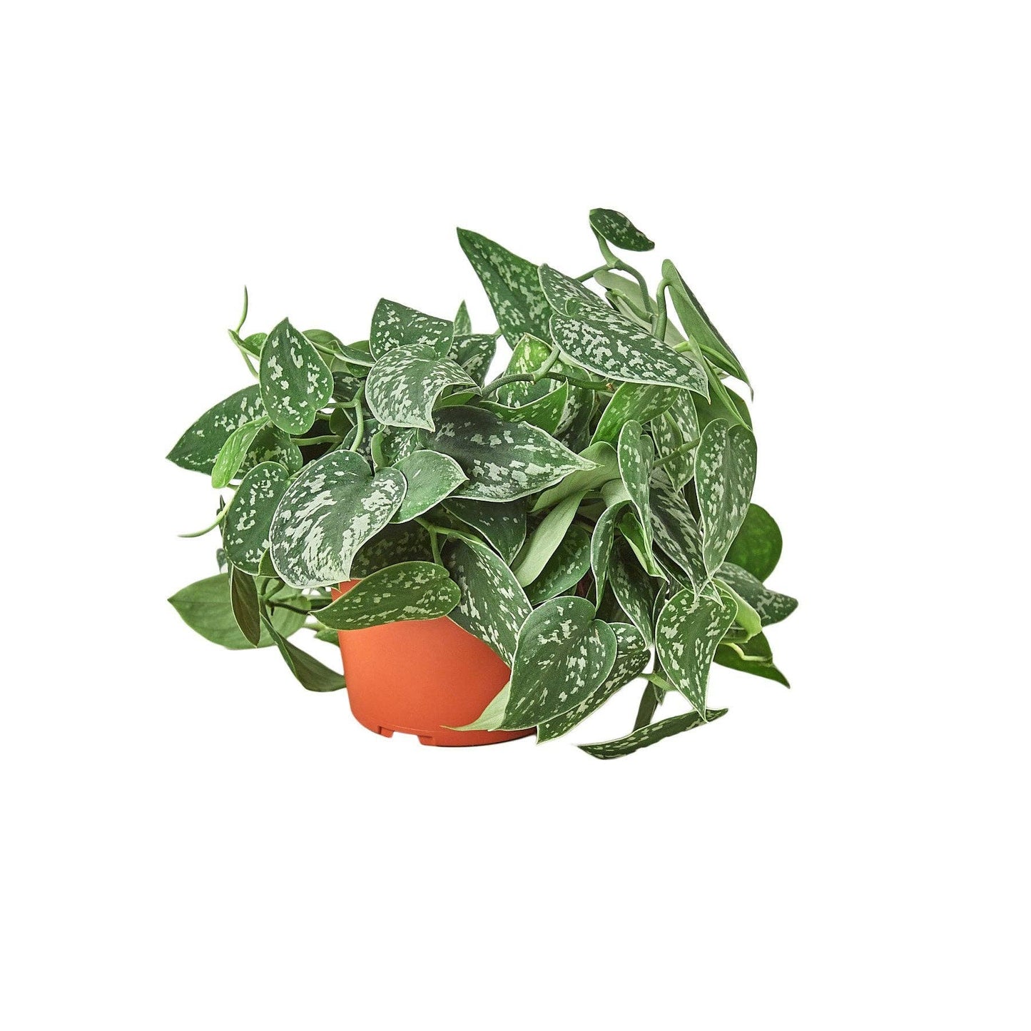 Pothos 'Satin': 4"
