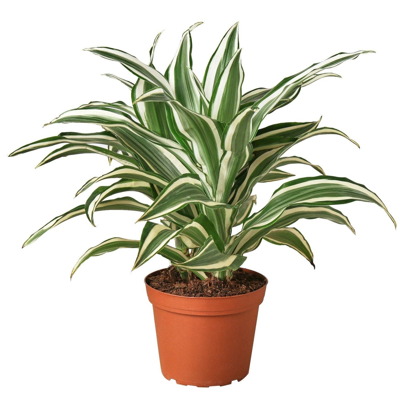 Dracaena Warneckii 'White Jewel' Live Plant: 4"