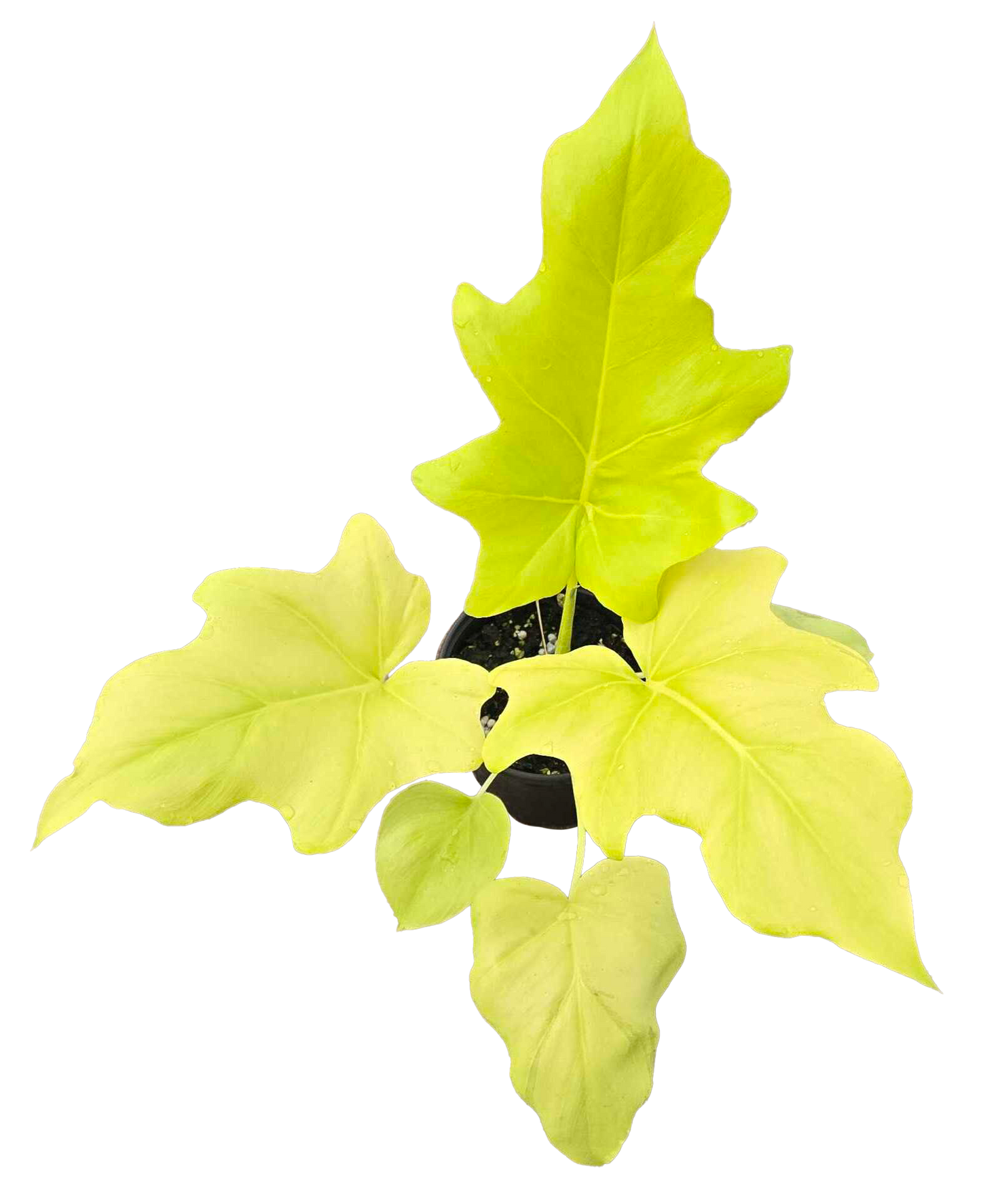 Philodendron Warscewiczii 4"