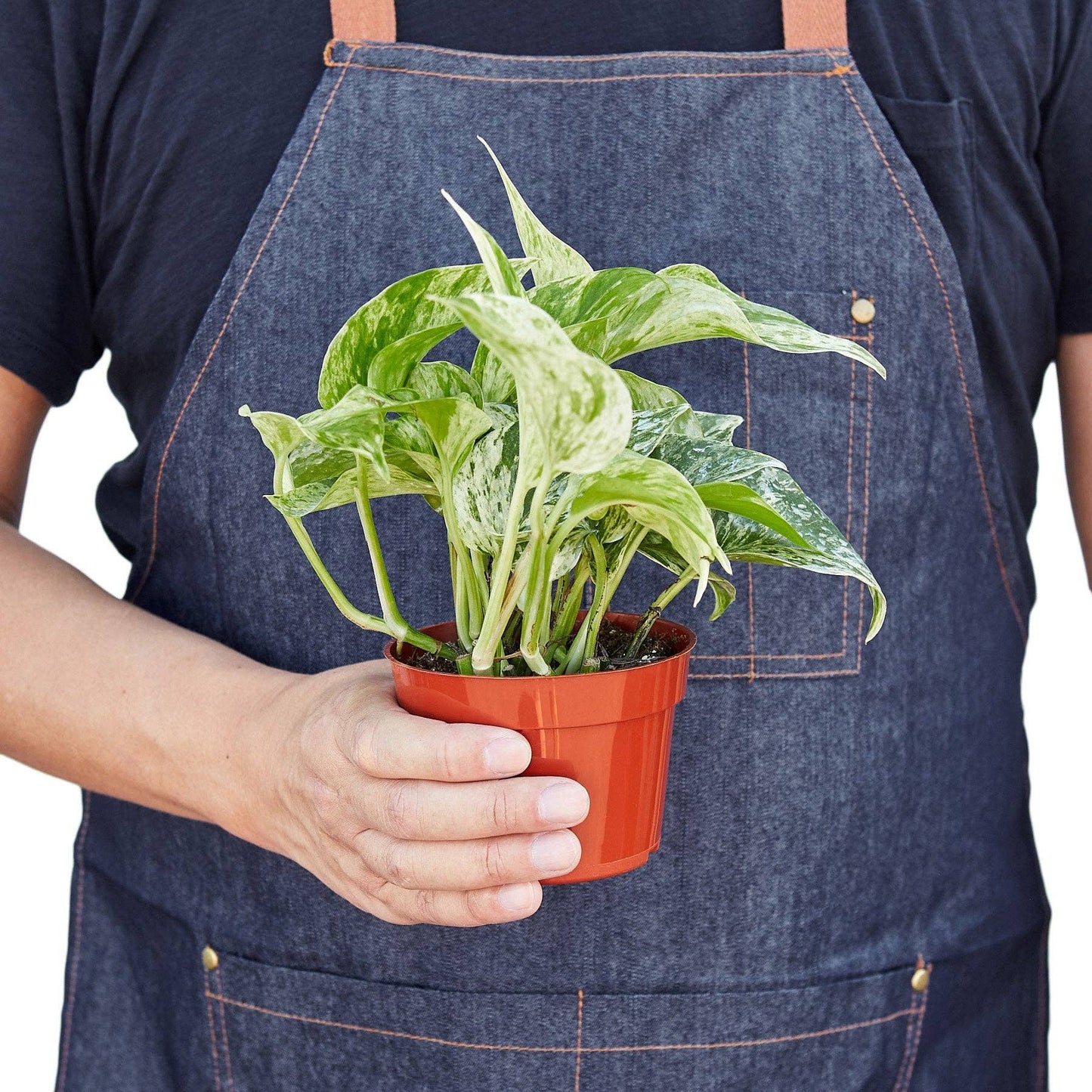 Pothos 'Marble Queen': 6"