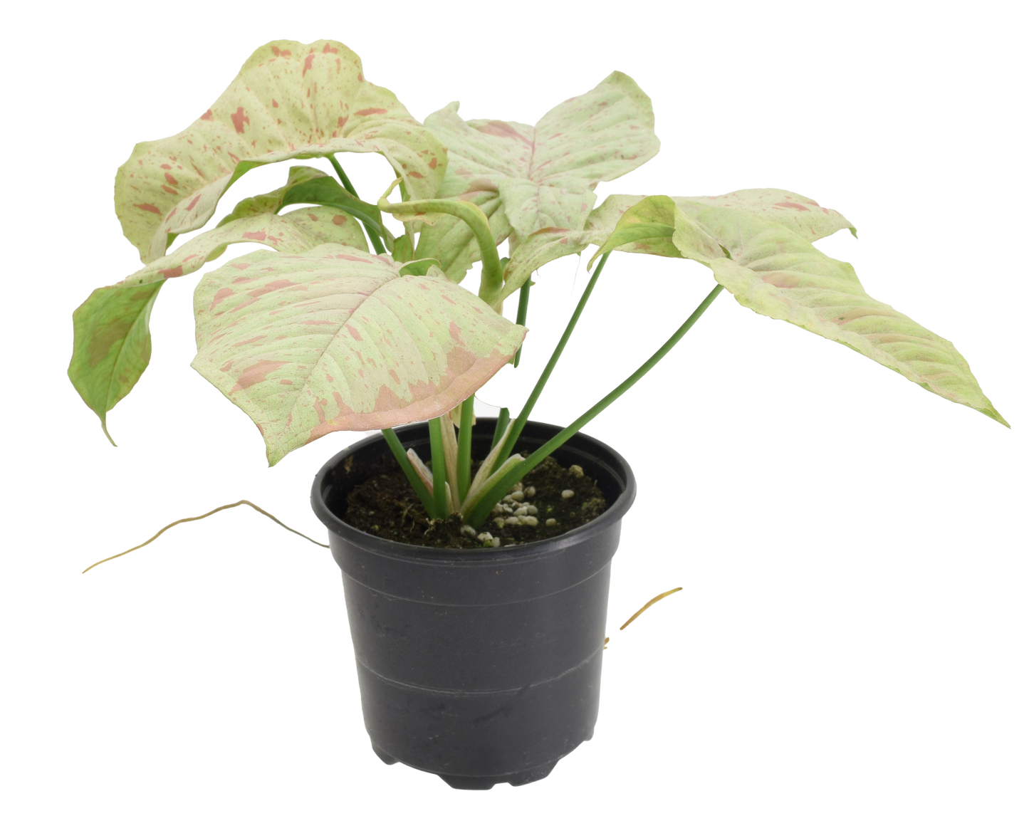 Syngonium Milk Confetti 4"