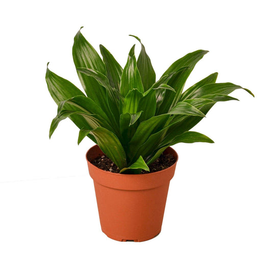 Dracaena 'Janet Craig': 4"