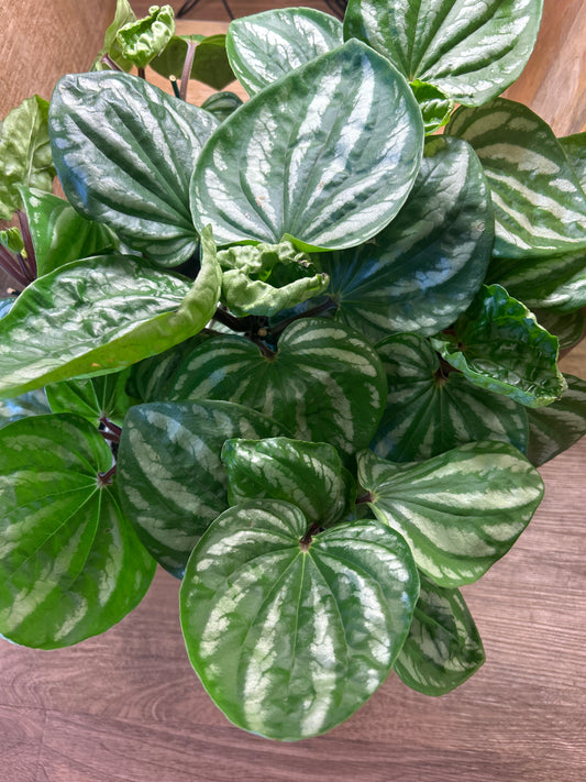 Peperomia Ecuador