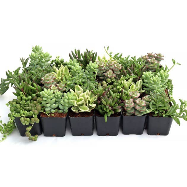 24-Pack Trailing & Strings Succulent - 6 Varieties : 24-Pack (4 of Each)