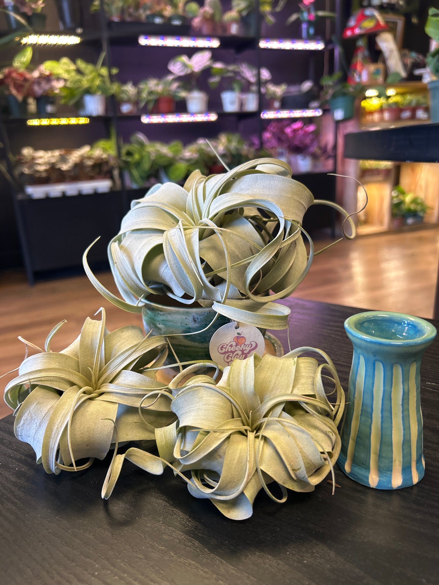 Tillandsia Xerographica