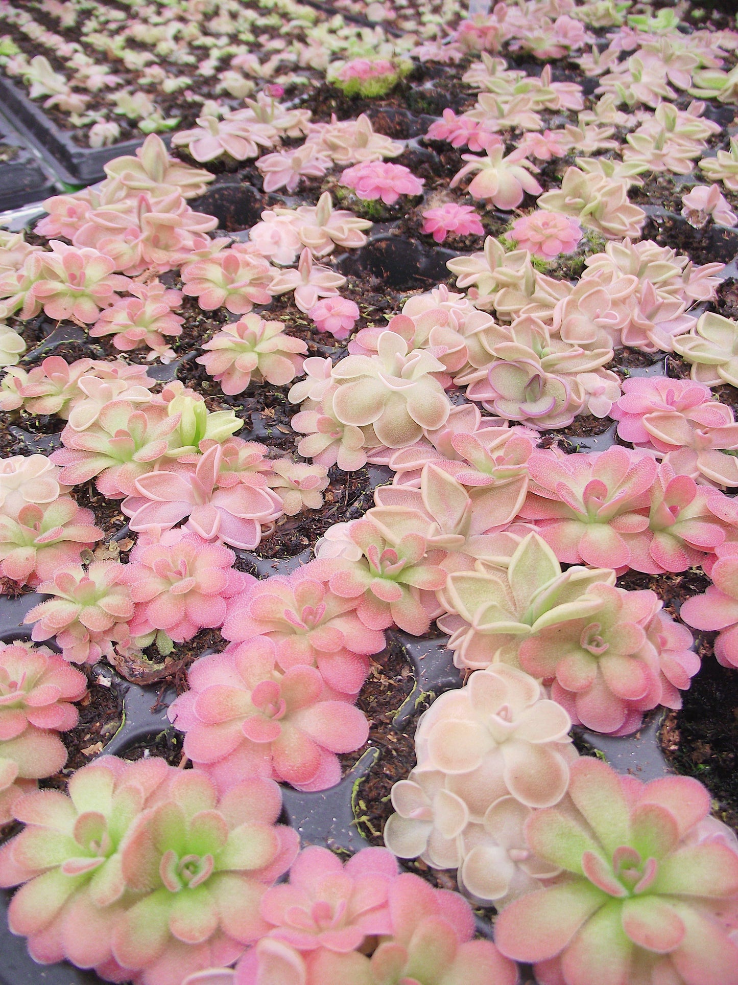 Pinguicula (Butterwort) Carnivorous Plant