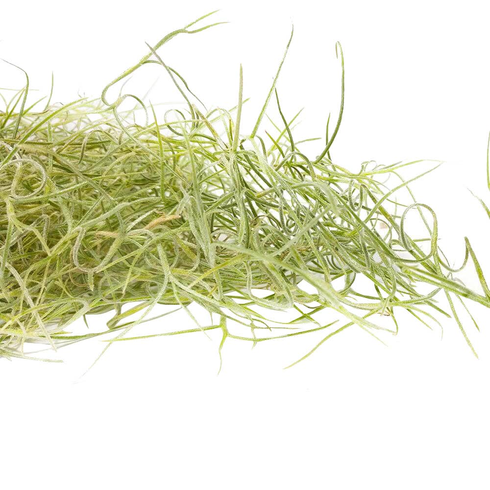 Spanish Moss Usneoides Air Plant, Fairy's Hair Live Plant: Clump 8-10'' long