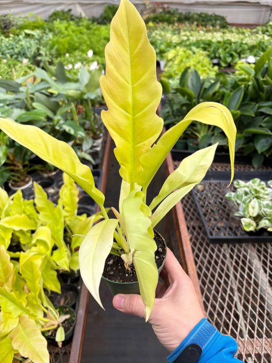Philodendron 'Golden Ring of Fire' 4"
