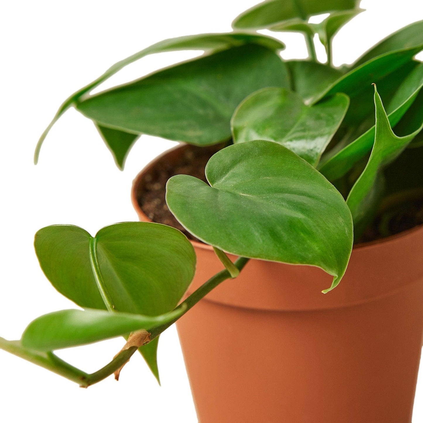 Philodendron Cordatum Heartleaf: 4" Pot