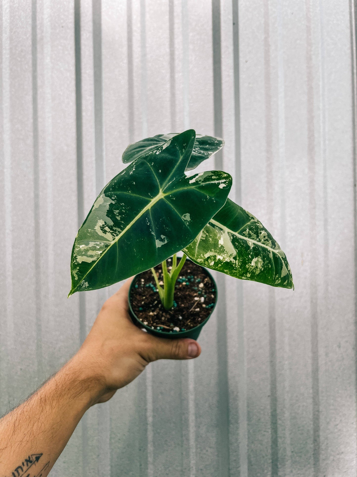 4" Variegated Alocasia 'Frydek'