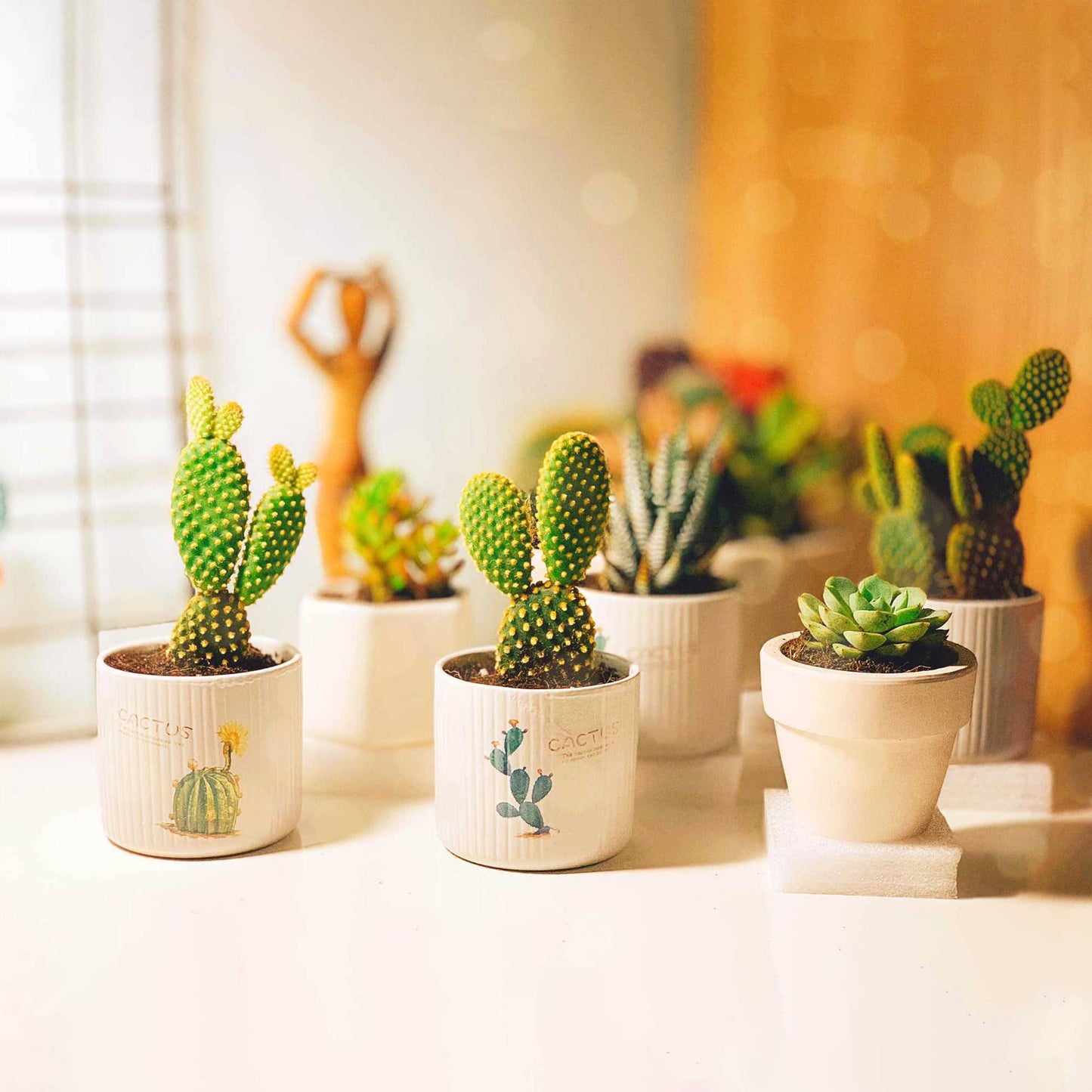 Golden Angel Wing Cactus