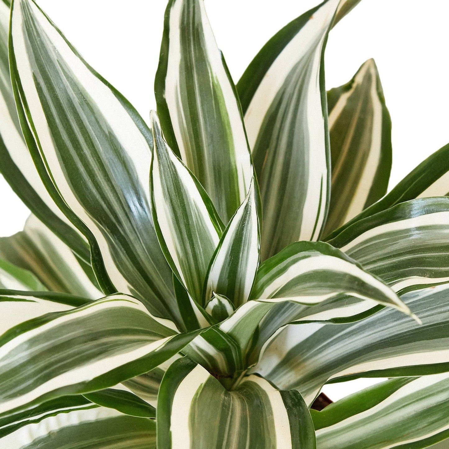 Dracaena Warneckii 'White Jewel' Live Plant: 4"