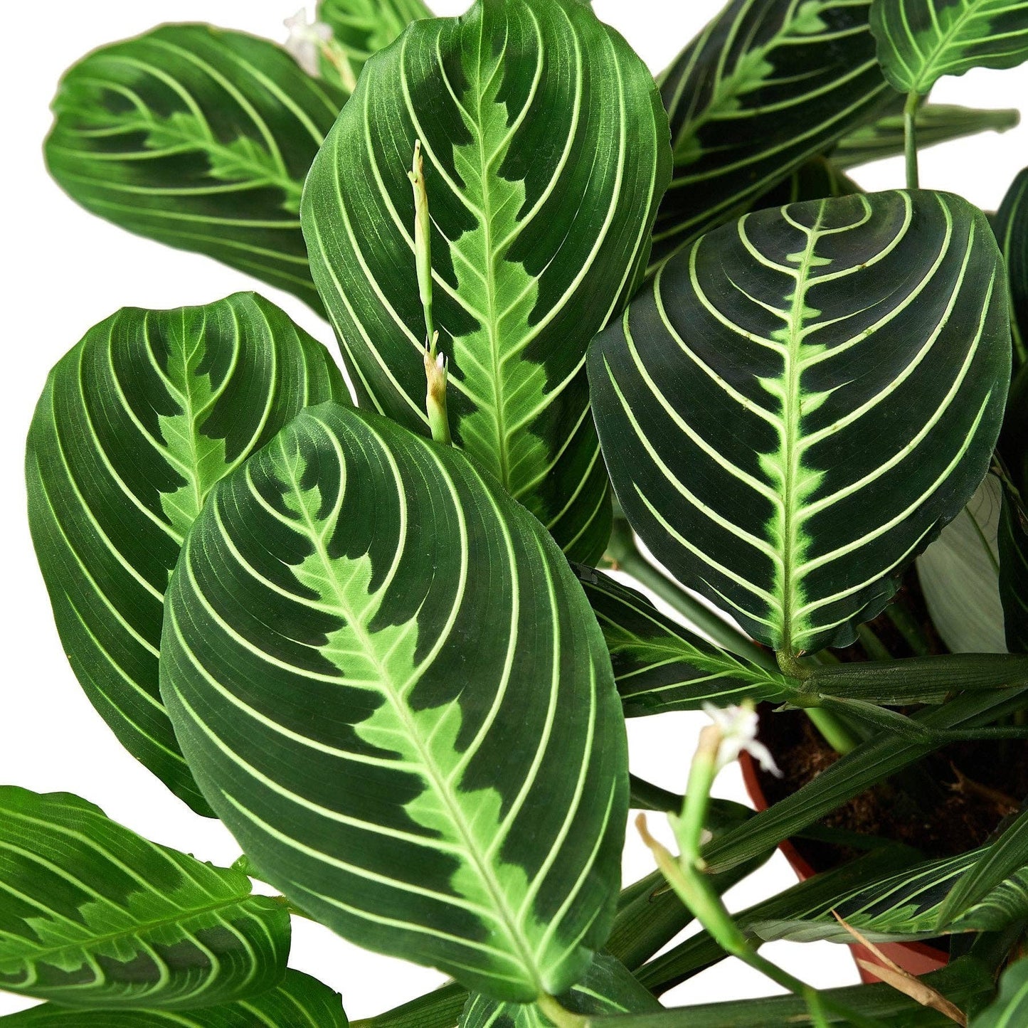 Maranta 'Lemon Lime': 4"