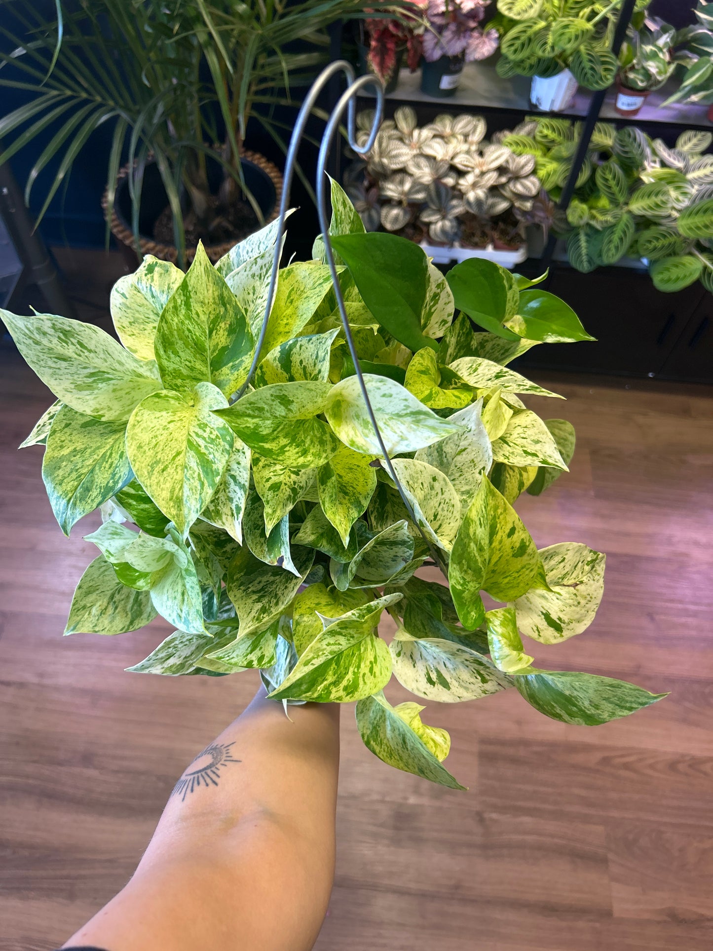 6" 'Snow Queen' (Pothos)