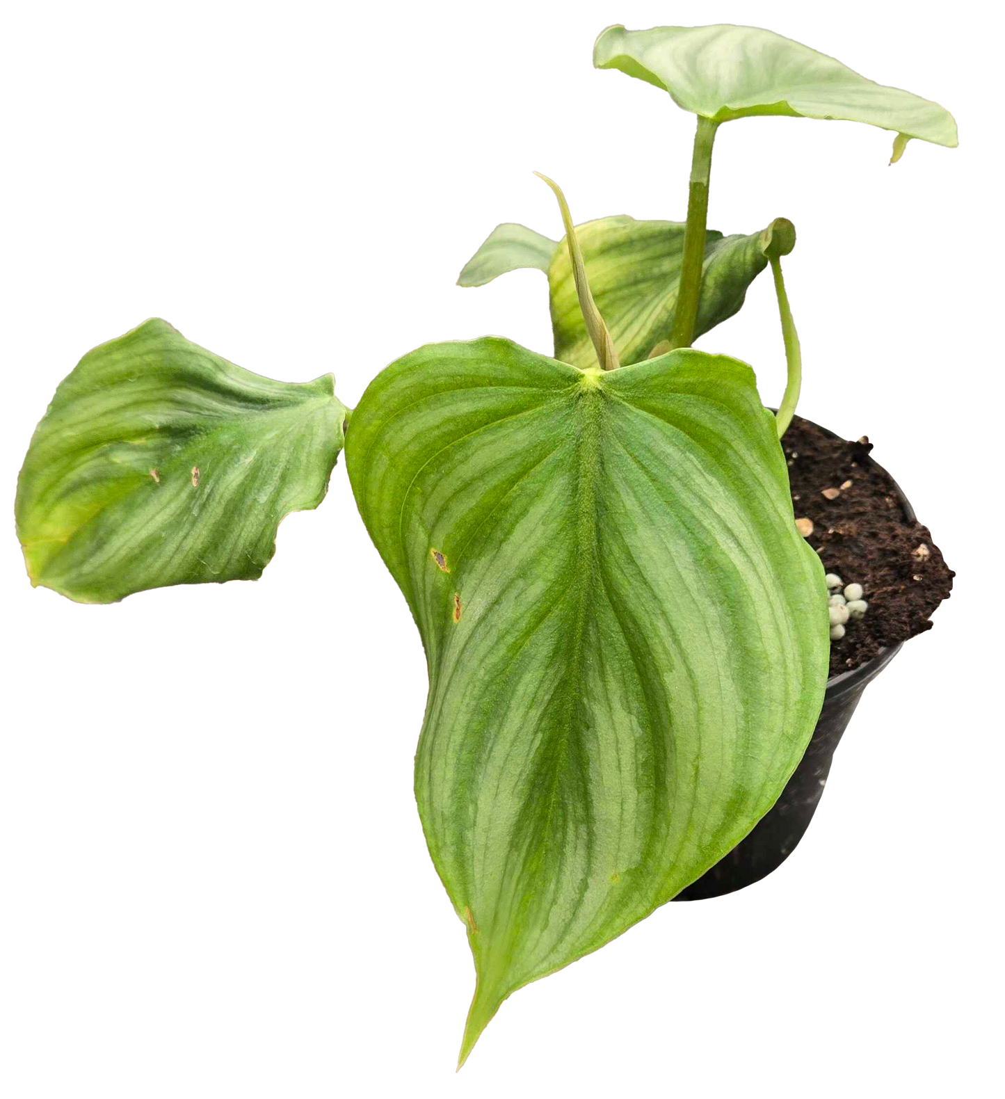 Philodendron Pastazanum x Plowmanii 4"