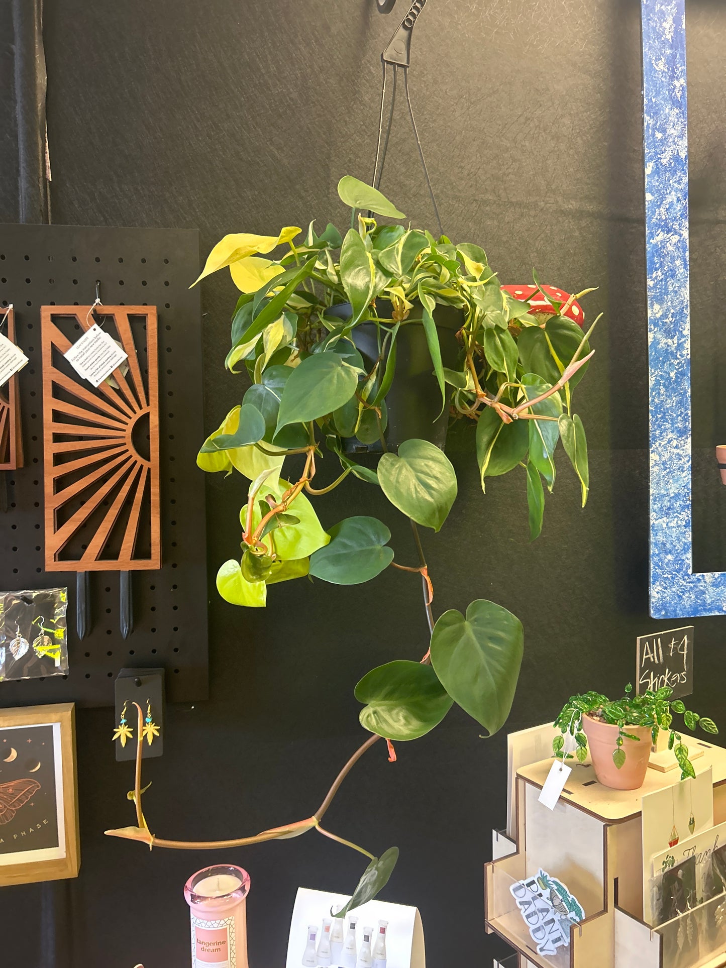 6" Philodendron Brasil