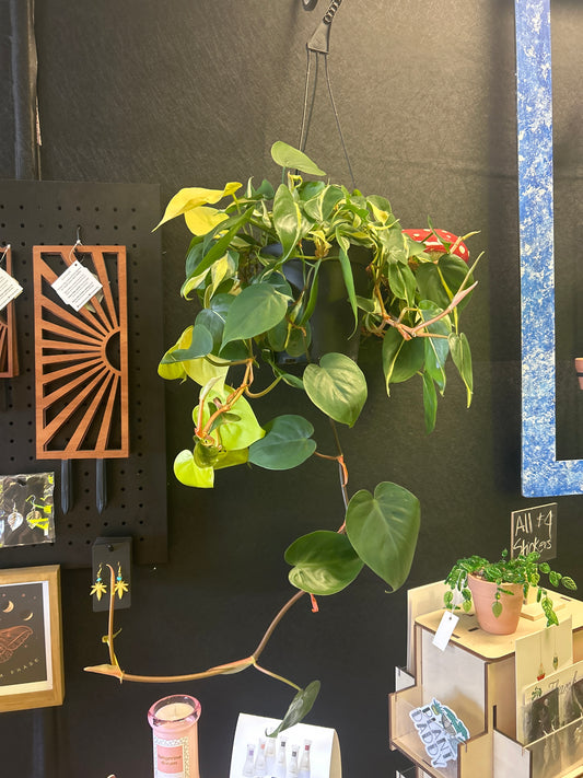 6" Philodendron Brasil