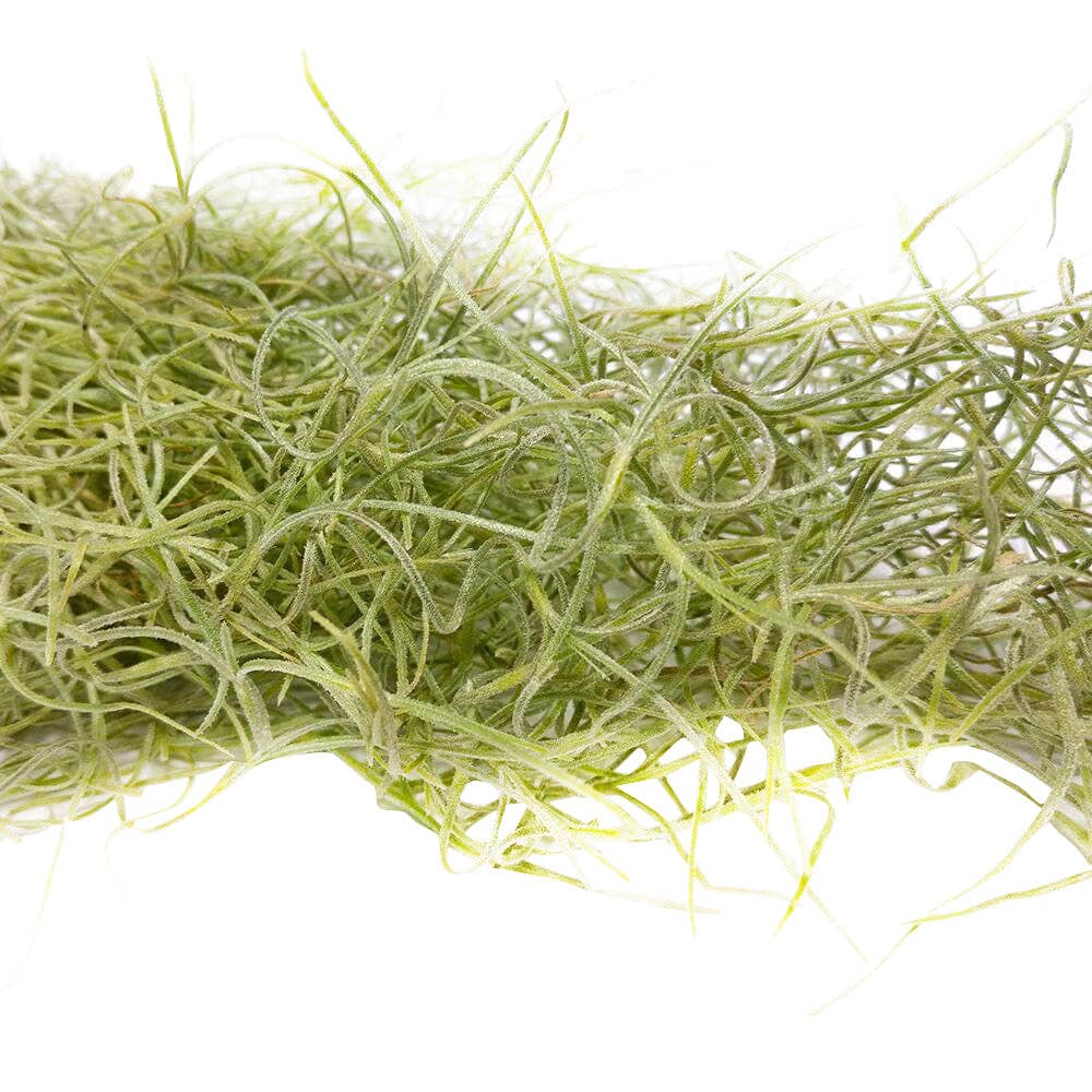 Spanish Moss Usneoides Air Plant, Fairy's Hair Live Plant: Clump 8-10'' long