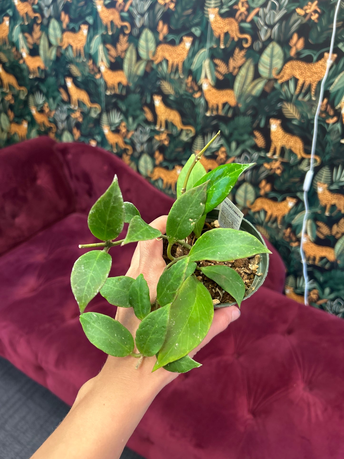 4" Hoya Speckled Pubicalyx 'Sunrise'