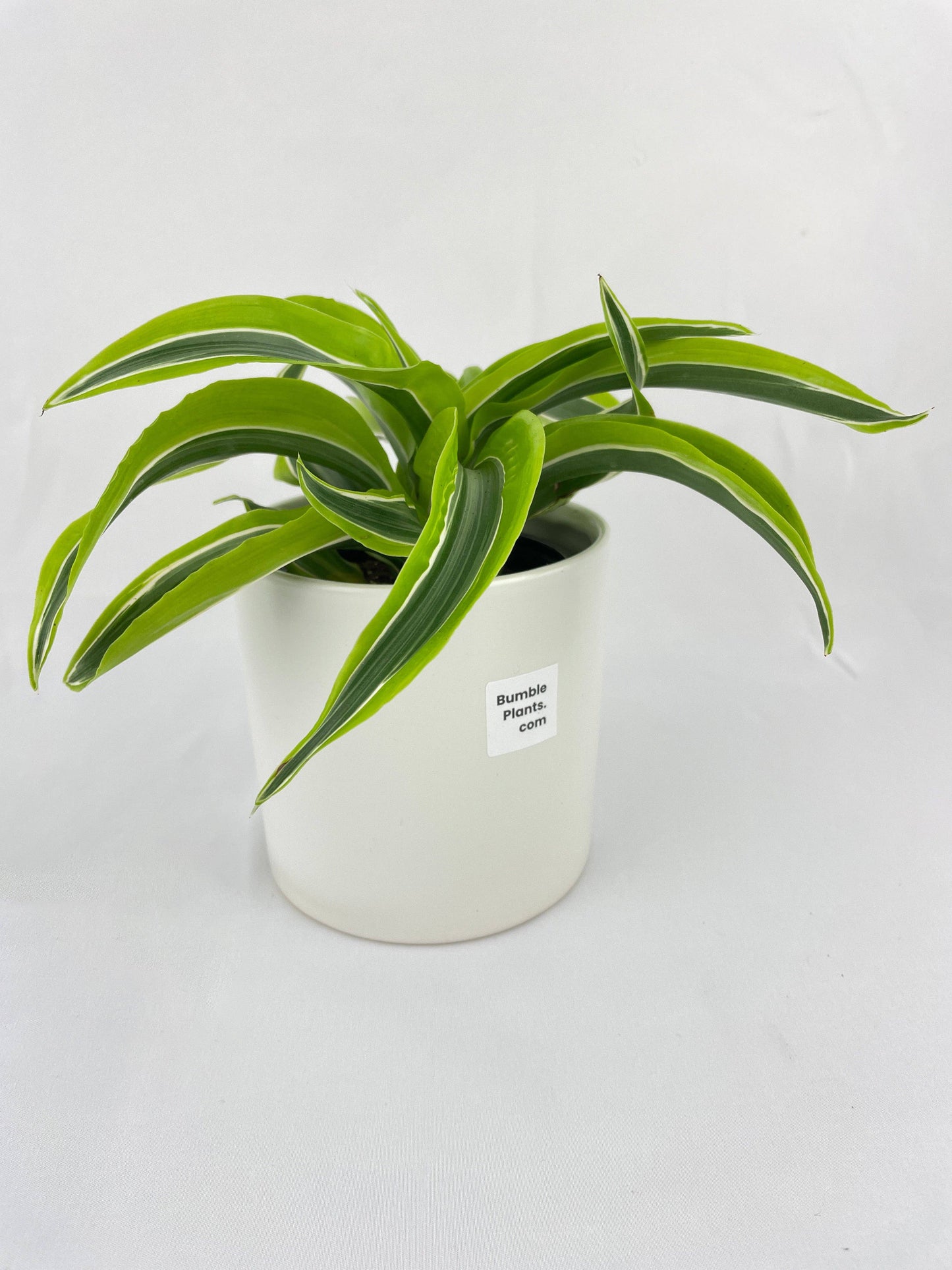 Dracaena Lemon Lime