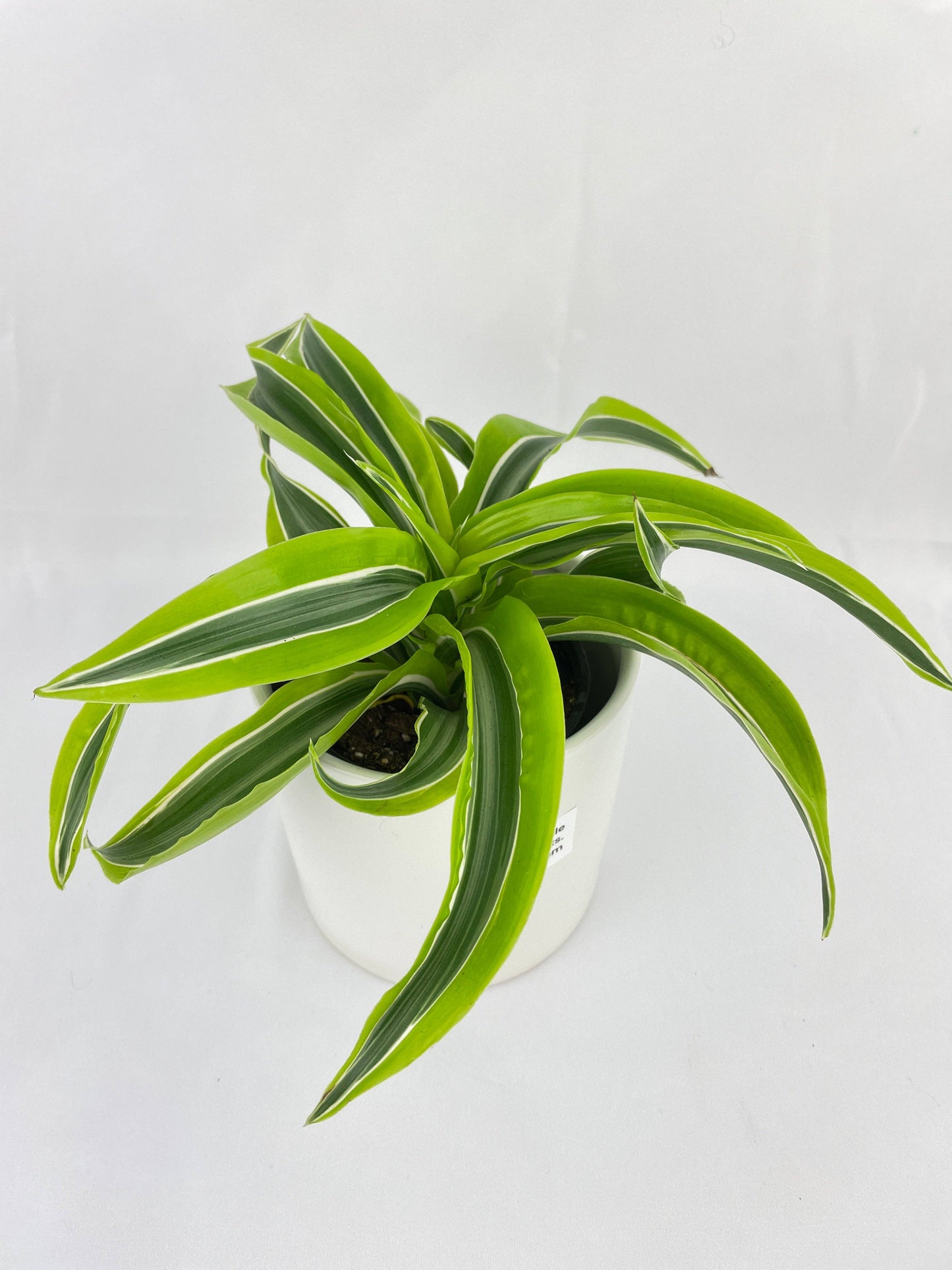 Dracaena Lemon Lime