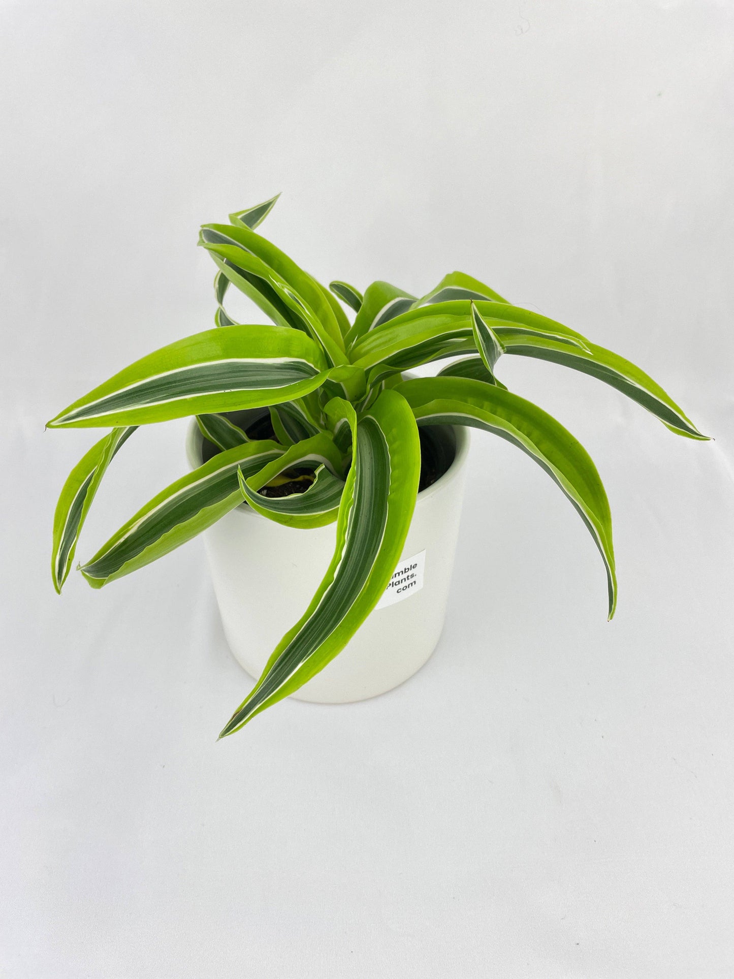 Dracaena Lemon Lime