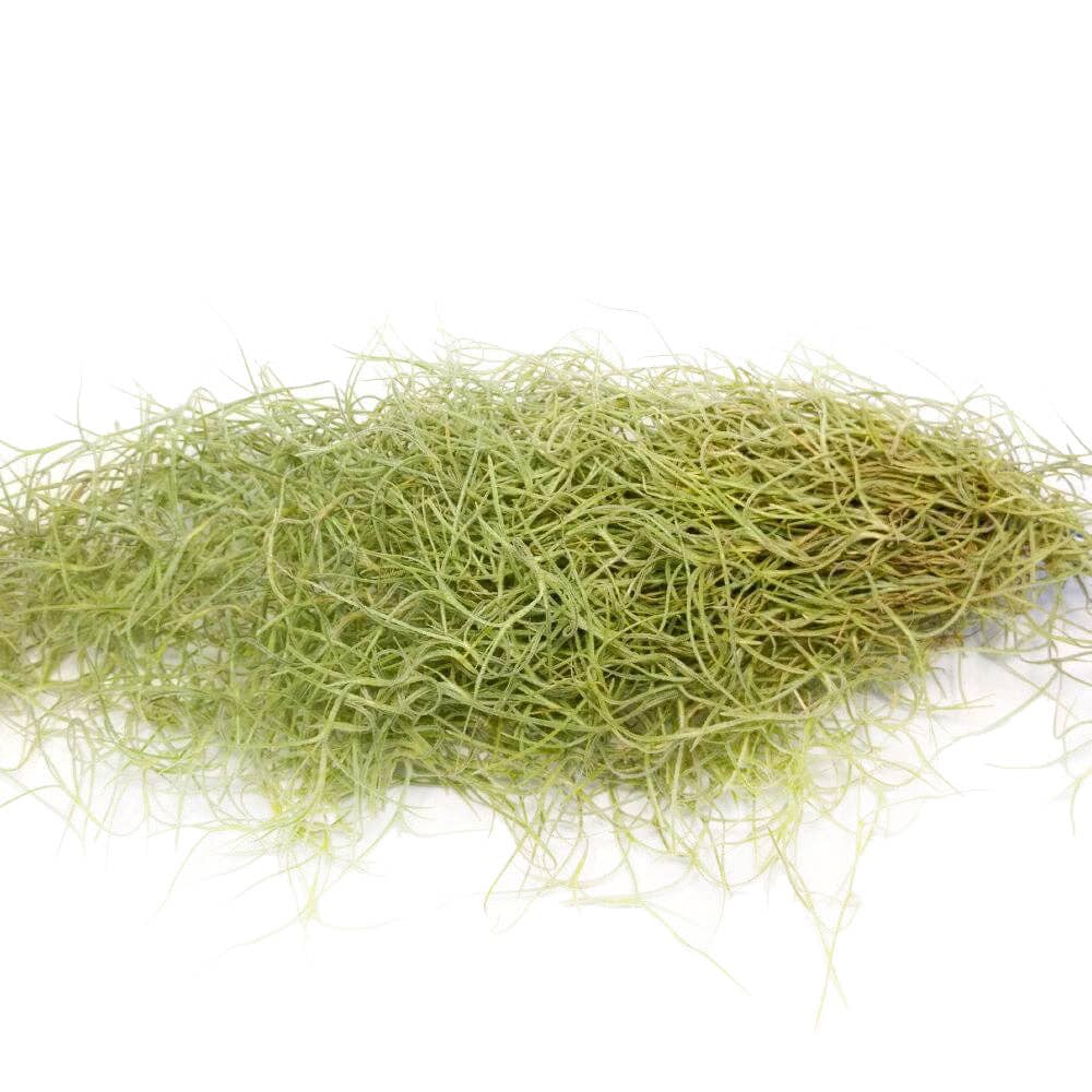 Spanish Moss Usneoides Air Plant, Fairy's Hair Live Plant: Clump 8-10'' long
