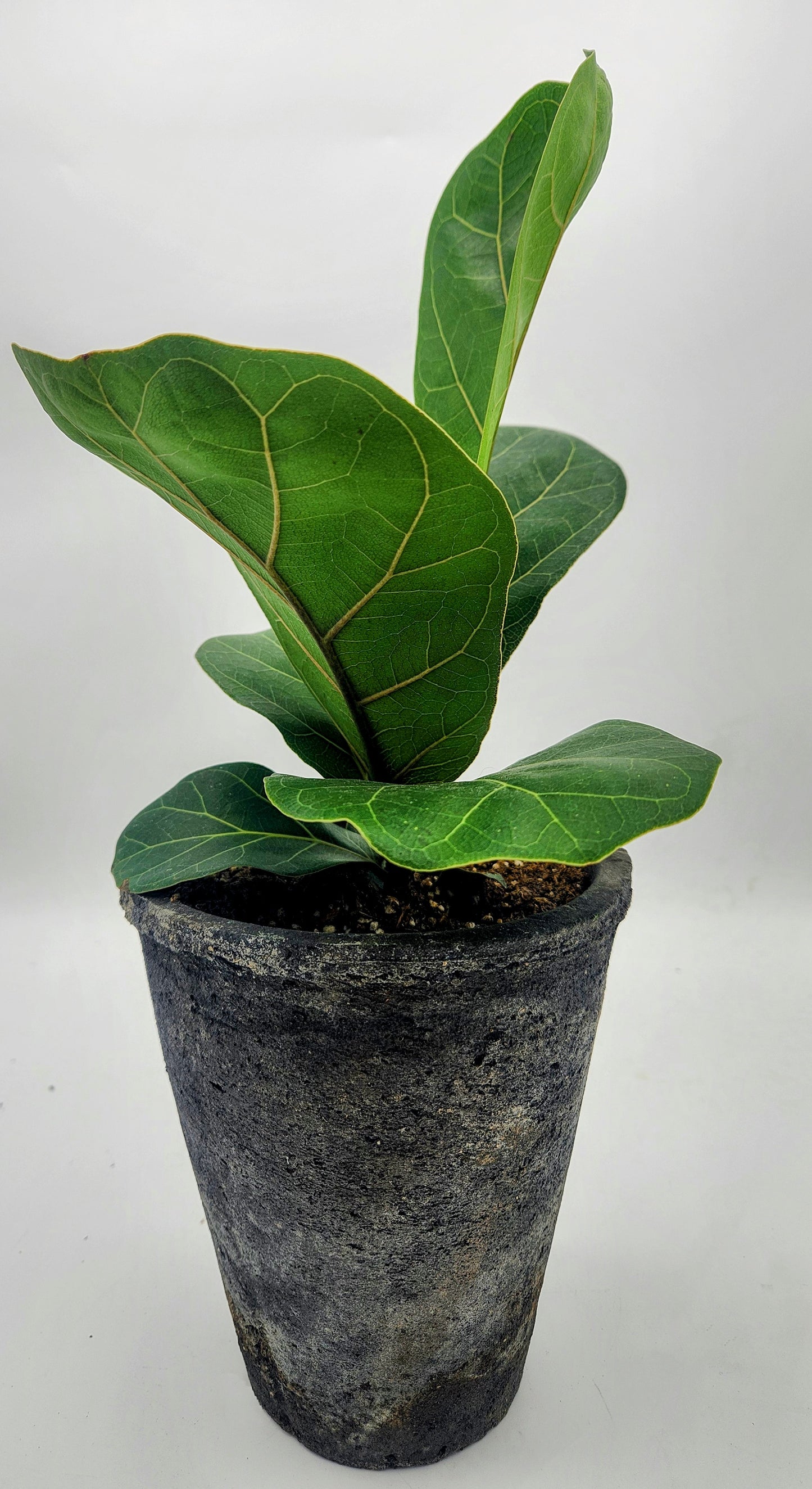 Aged English Pot with Ficus