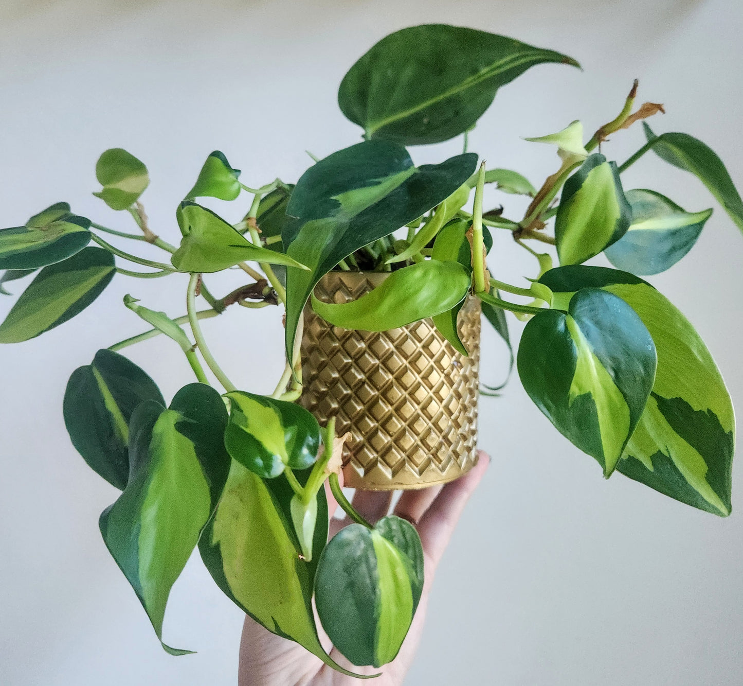 Book Your Own Sip and Pour Private Event