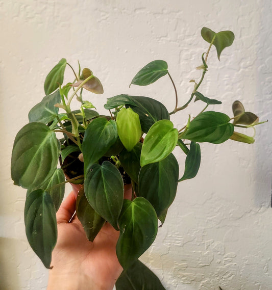 Philodendron Micans Bronze