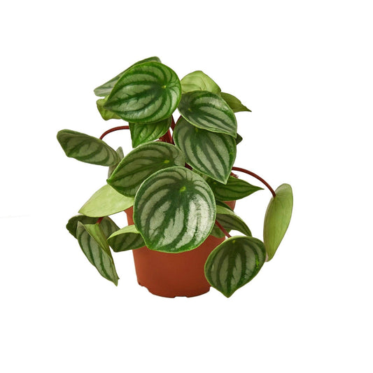 Peperomia Watermelon: 4"