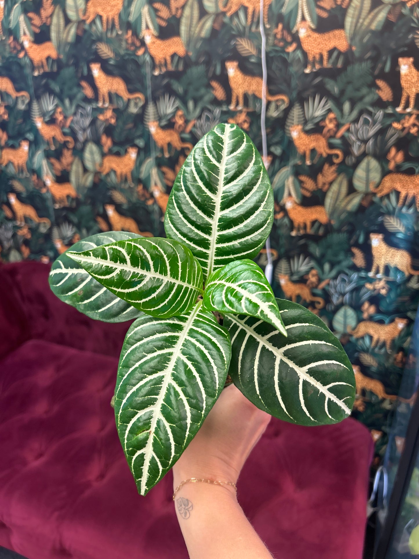 zebra 4"